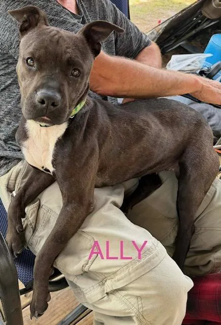 Ally