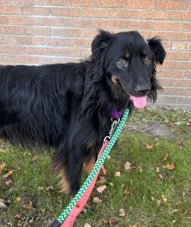 A young large-sized female German Shepherd Dog dog named Winnie for adoption in Warren, MI