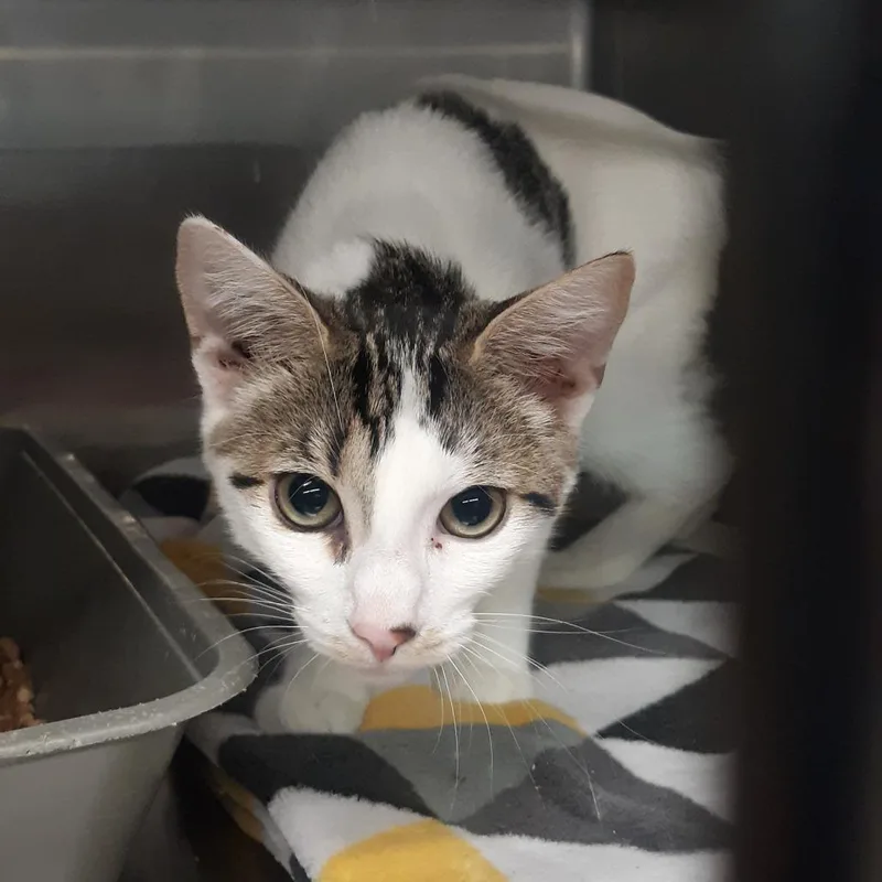 A baby medium-sized male White Domestic Short Hair cat named Flash for adoption in Spokane, WA