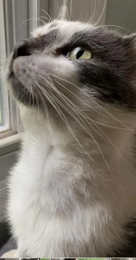 An adult small-sized male Gray & White Domestic Short Hair cat named Armando for adoption in Mooresville, NC