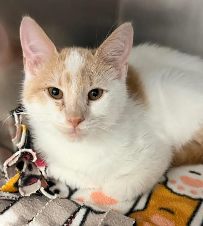A baby medium-sized male Domestic Short Hair cat named Super Soaker for adoption in Cincinnati, OH