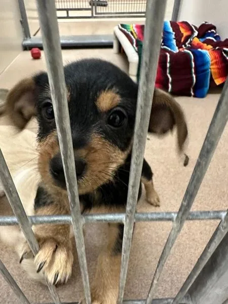 A baby small-sized male Rat Terrier dog named Waylon for adoption in Santa Rosa, CA