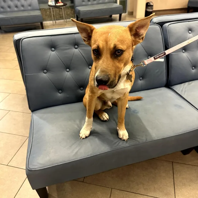 Brighton thumbnail 4