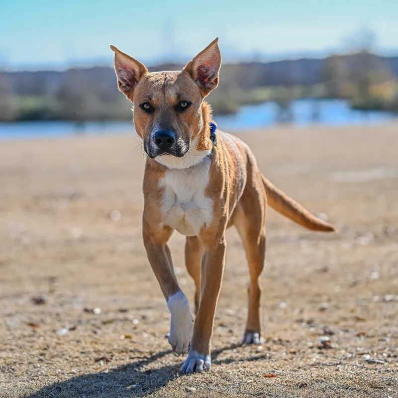 Brighton thumbnail 5