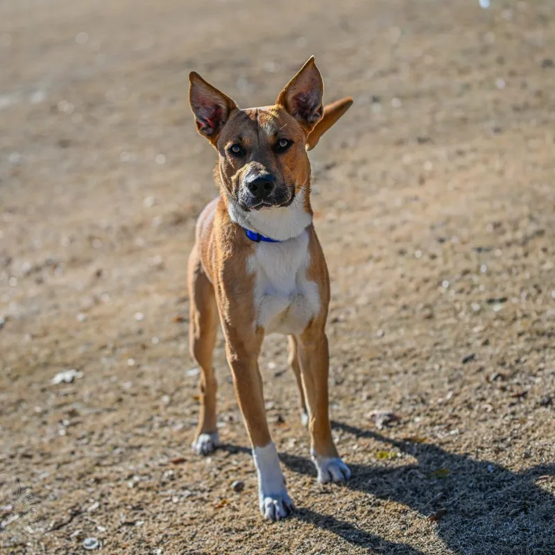 Brighton thumbnail 6