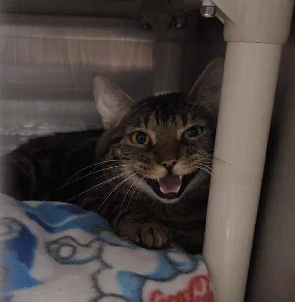 An adult medium-sized male Domestic Short Hair cat named Loosey Goosey for adoption in Millersville, MD