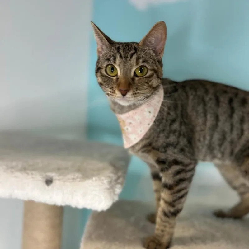 An adult medium-sized female Brown / Chocolate Domestic Short Hair cat named Olive for adoption in Las Vegas, NV