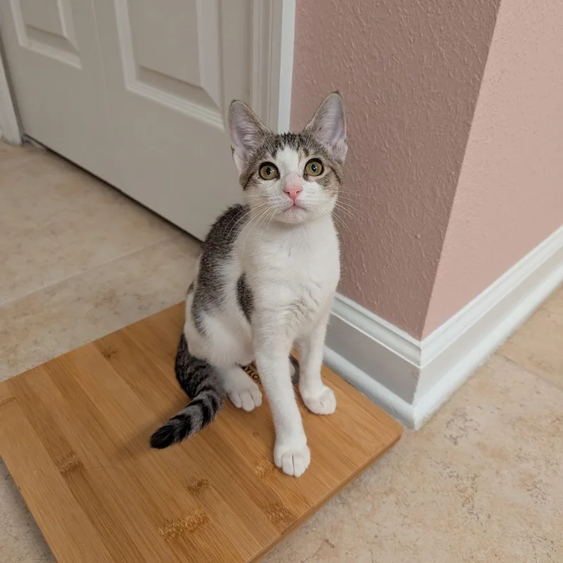 A baby medium-sized female Tabby (Buff / Tan / Fawn) Domestic Short Hair cat named Buttercup for adoption in jacksonville, FL