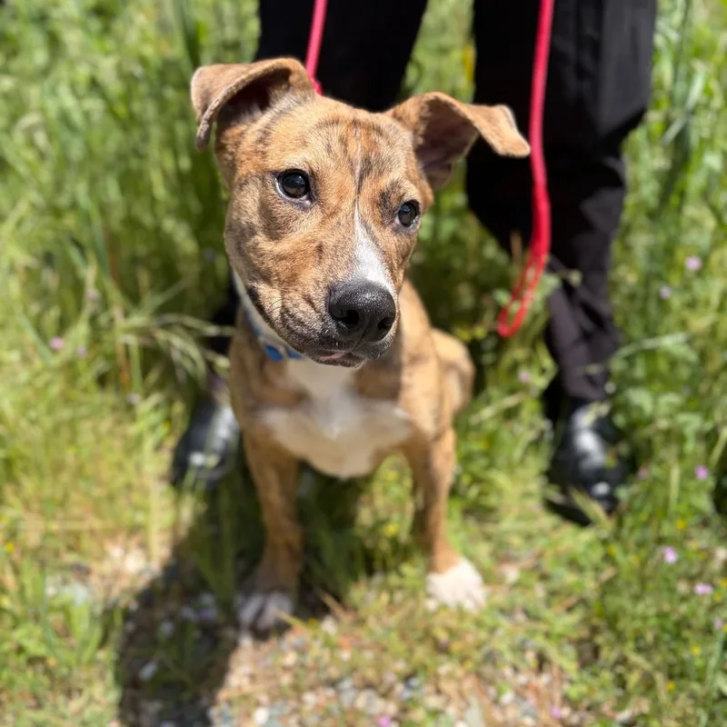 A baby medium-sized male Brindle Mixed Breed dog named Cosmo Puppy for adoption in Grass Valley, CA