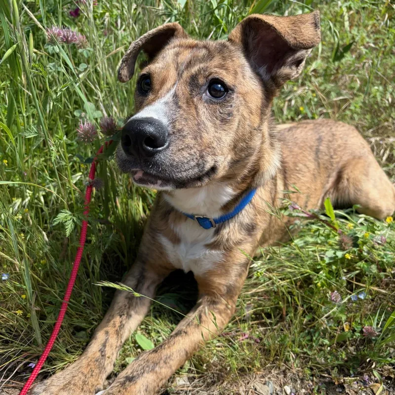 Cosmo Puppy thumbnail 2