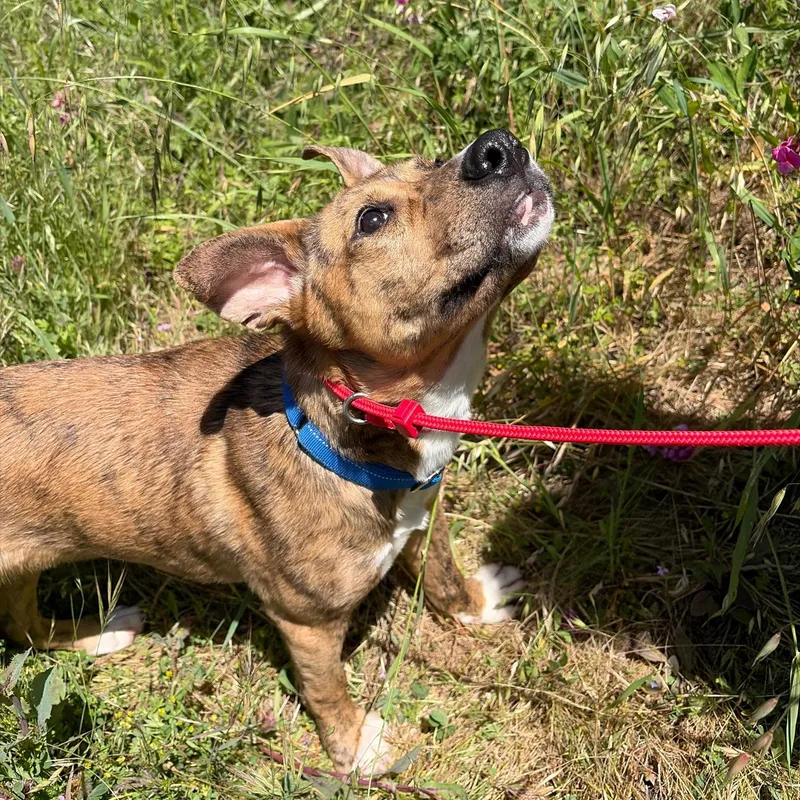 Cosmo Puppy thumbnail 3