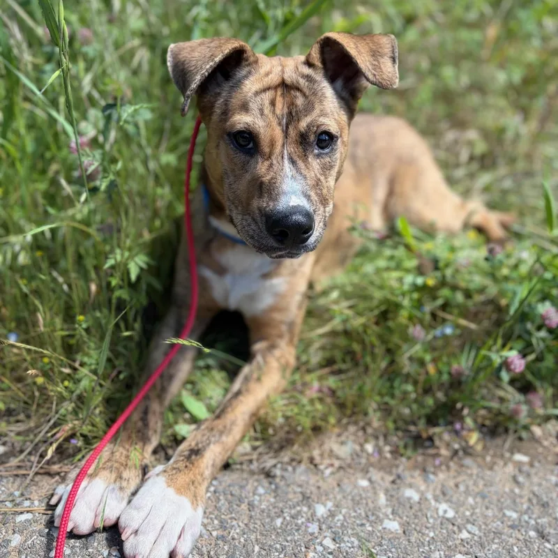 Cosmo Puppy thumbnail 4