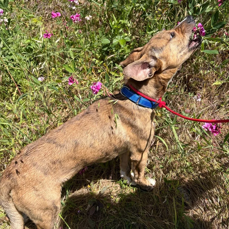 Cosmo Puppy thumbnail 5
