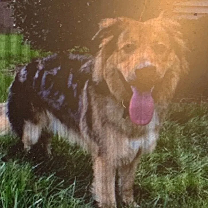 A young large-sized male Brown / Chocolate German Shepherd Dog dog named Saturn for adoption in Chapel Hill, NC