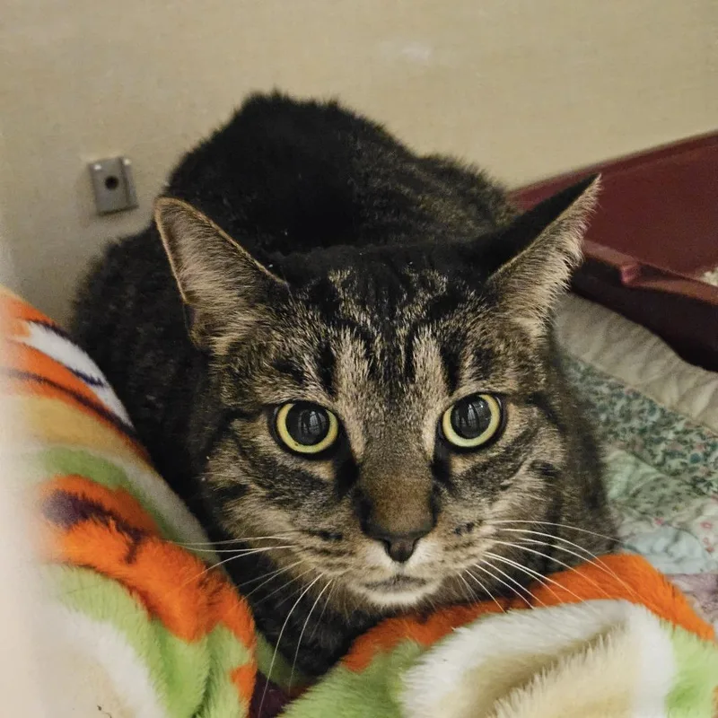 A senior medium-sized female Brown / Chocolate Domestic Short Hair cat named Bella for adoption in Conway, NH