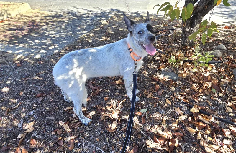 A young medium-sized female Australian Cattle Dog / Blue Heeler dog named Hazel for adoption in Cottonwood, CA