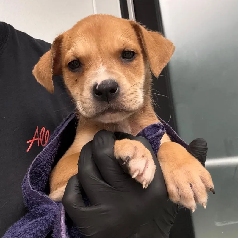 A baby small-sized male Brown / Chocolate Terrier dog named Jet for adoption in Abilene, TX