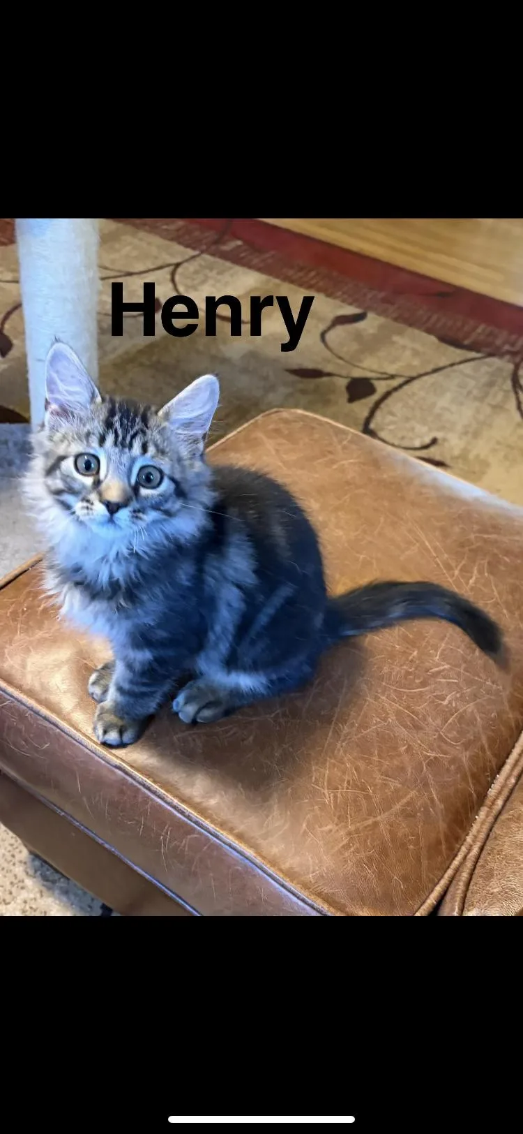 A baby medium-sized male Domestic Long Hair cat named Henry for adoption in Turnersville, NJ