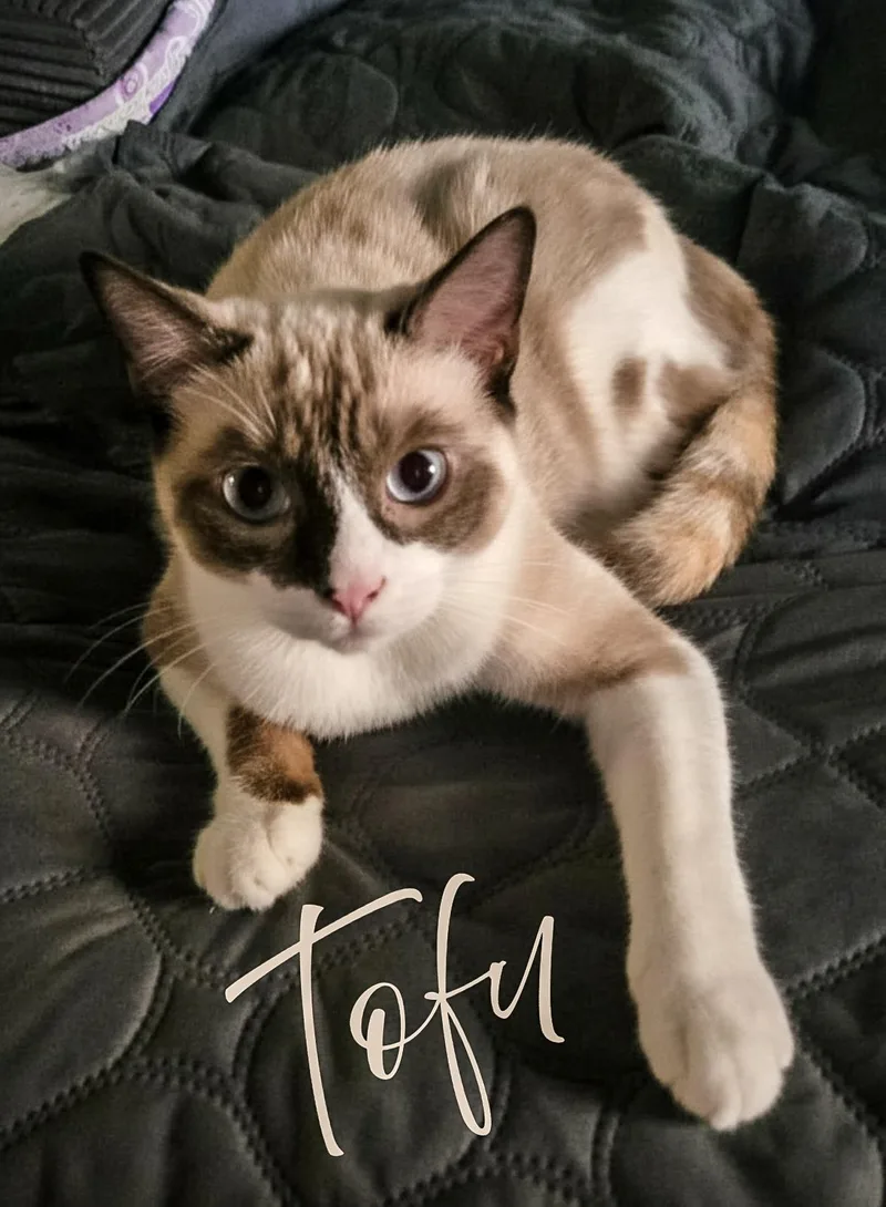 Tofu