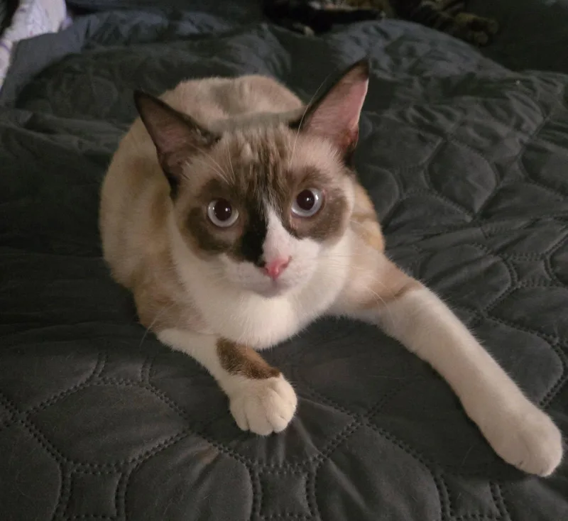 Tofu thumbnail 2