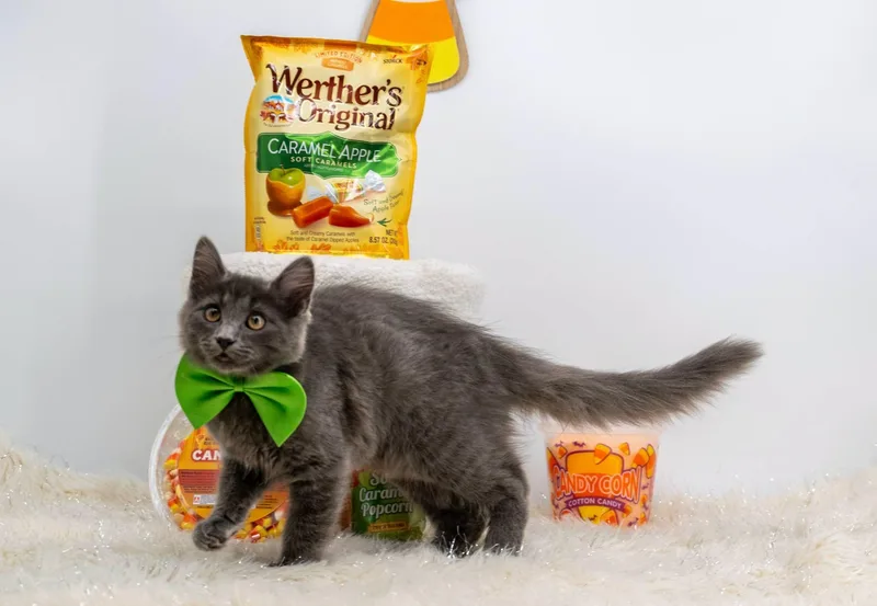 A baby small-sized male Gray / Blue / Silver Domestic Long Hair cat named Caramel Apple for adoption in Sevierville, TN
