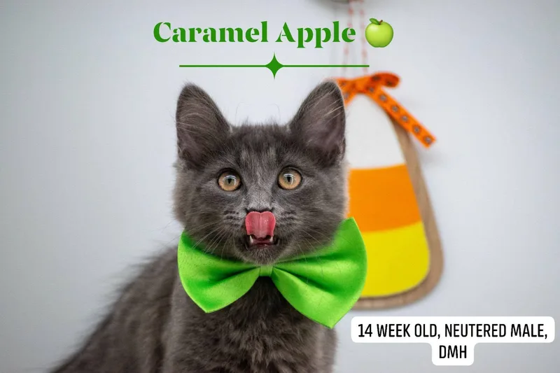 Caramel Apple thumbnail 4