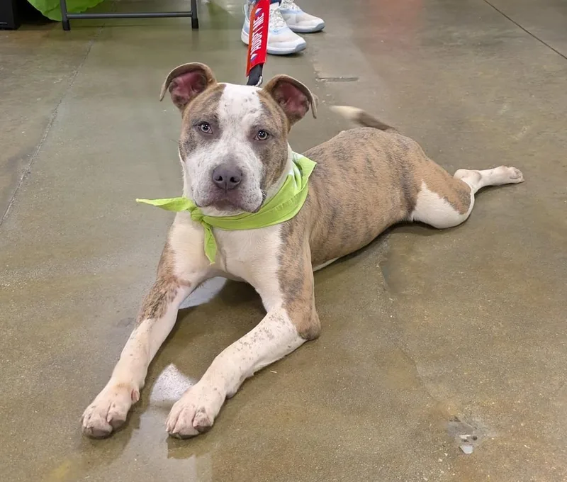 A young medium-sized female Mixed Breed dog named Molasses for adoption in Florence, SC