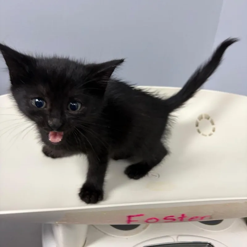 A baby small-sized female Black Domestic Medium Hair cat named Berlin for adoption in Columbus, GA
