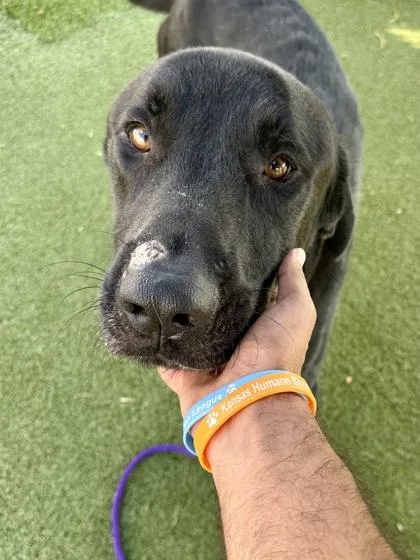 An adult extra large-sized male Mixed Breed dog named Artemis for adoption in Wichita, KS