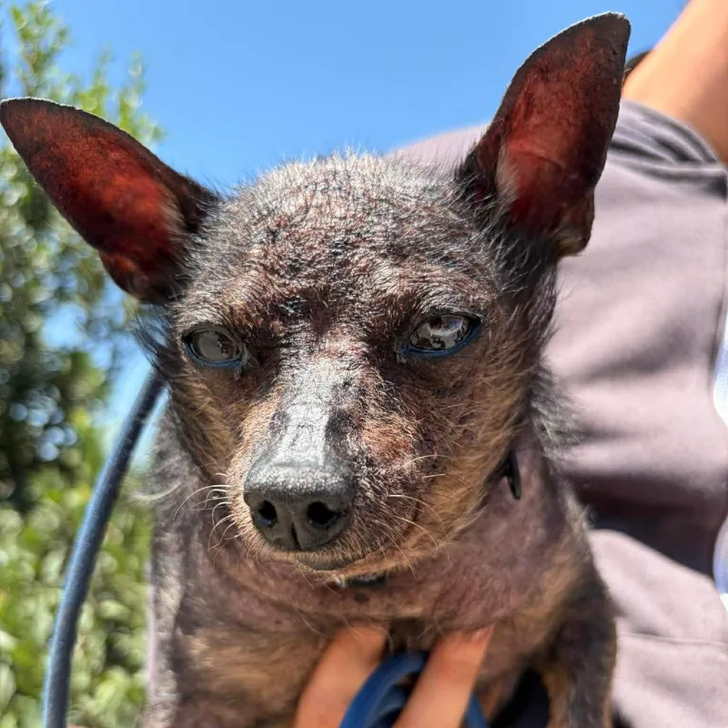 A senior small-sized male Gray / Blue / Silver Xoloitzcuintli / Mexican Hairless dog named Tenoch for adoption in Ramona, CA