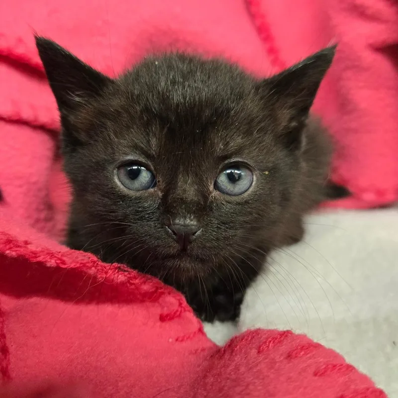 A baby small-sized female Black Domestic Short Hair cat named Jackie Kennedy for adoption in Newport, TN