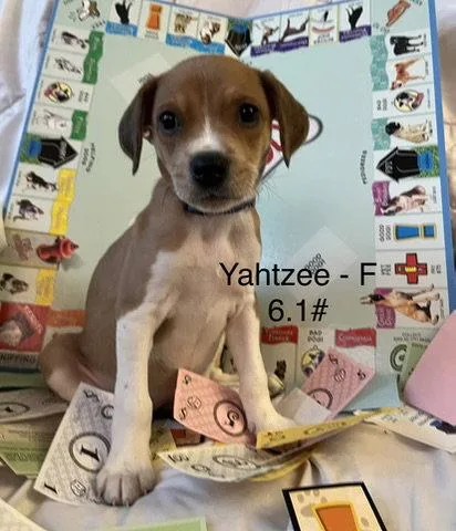 A baby medium-sized female Terrier dog named Yahtze for adoption in Hillside, IL