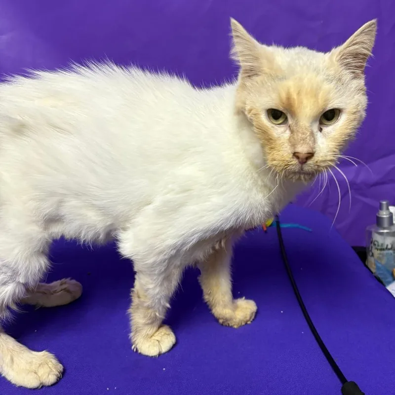 A senior medium-sized male Domestic Short Hair cat named Sherman for adoption in North Myrtle Beach, SC