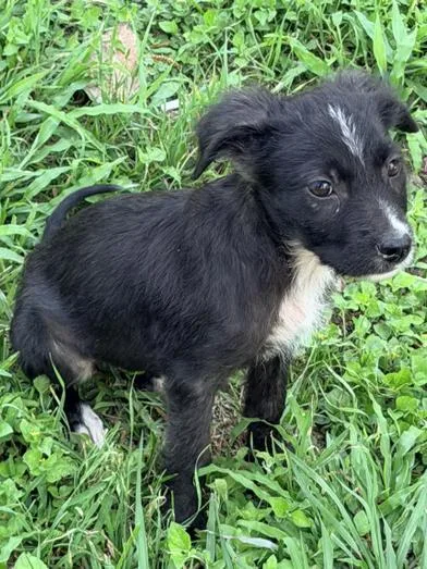 A baby small-sized female Black Terrier dog named Tootsie for adoption in Liverpool, TX