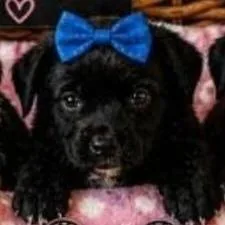 A baby small-sized female Black Labrador Retriever dog named Sonny for adoption in Lenoir, NC