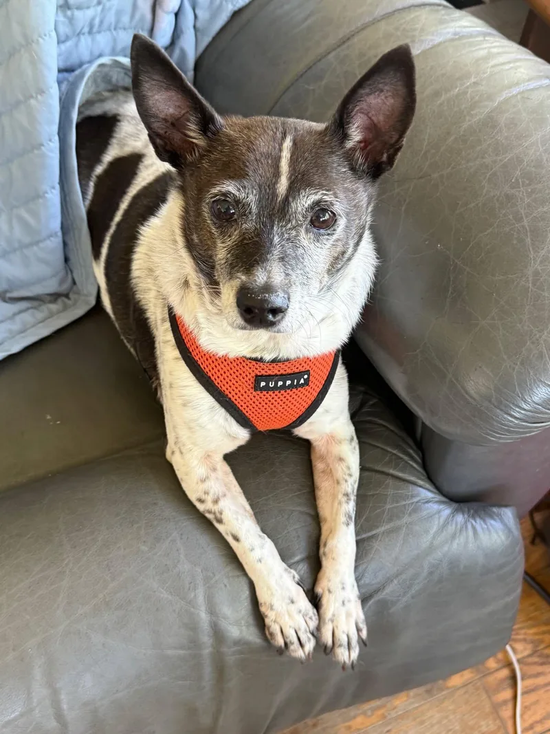 An adult small-sized female Terrier dog named Miss Cookie for adoption in Queenstown, MD