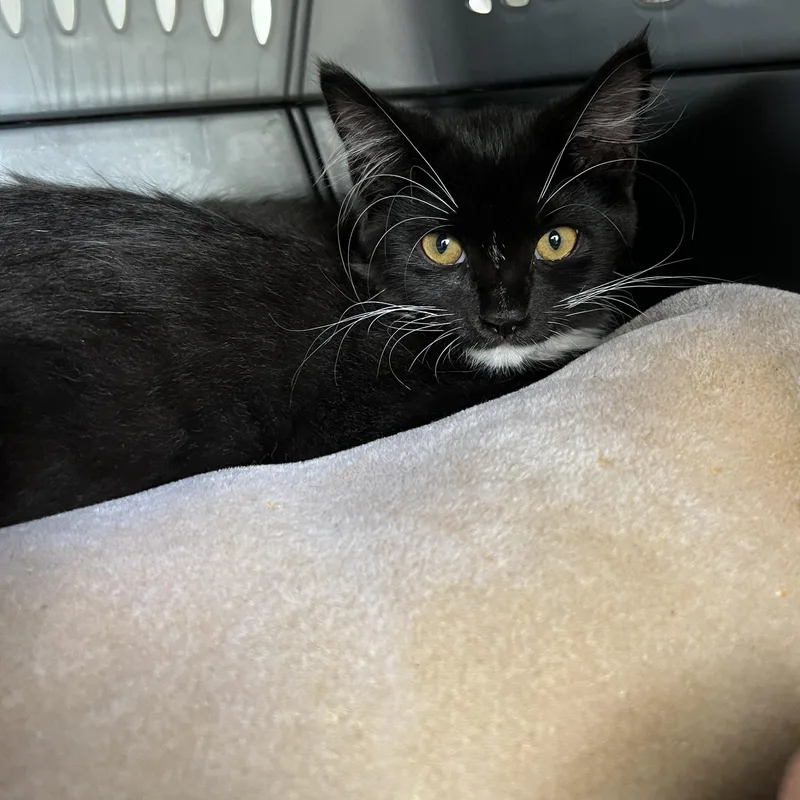 A baby large-sized male Black & White / Tuxedo Domestic Long Hair cat named Cowboy for adoption in New Bern, NC