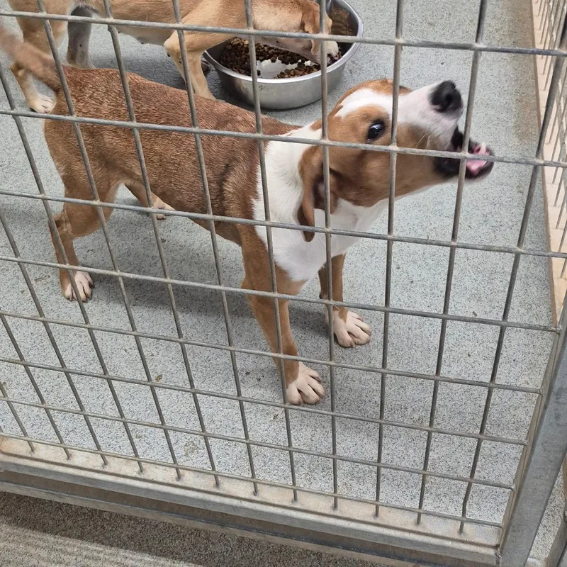 A young medium-sized male Mixed Breed dog named Limbo for adoption in Kingman, KS