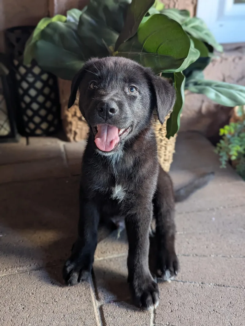 A baby medium-sized male Black Labrador Retriever dog named Kodiak for adoption in Encino, CA