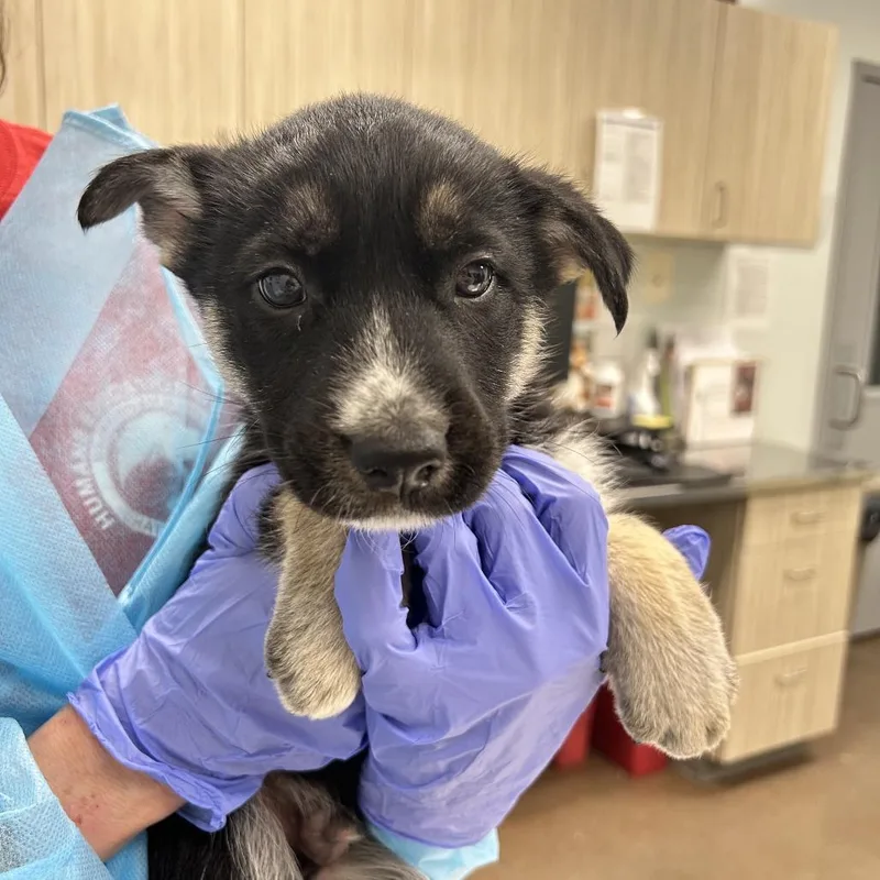 An adult large-sized male Black Mixed Breed dog named Atlas for adoption in Chattanooga, TN