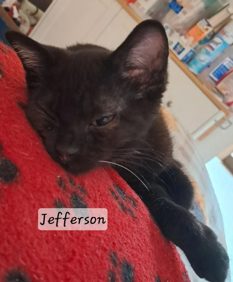 A baby small-sized male Black Domestic Short Hair cat named Jefferson for adoption in Vancouver, WA