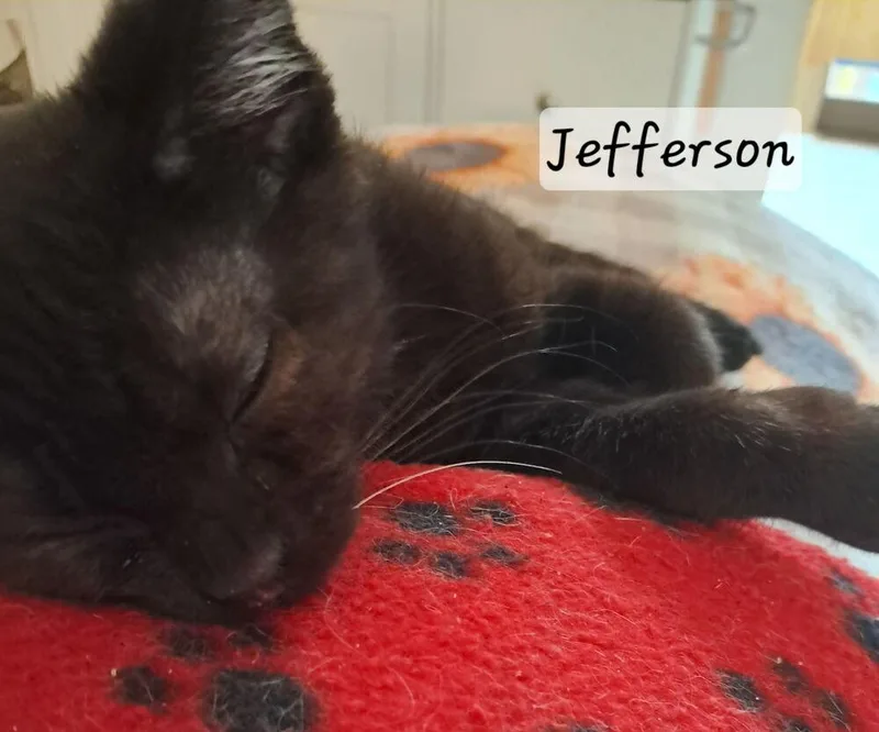 Jefferson thumbnail 2