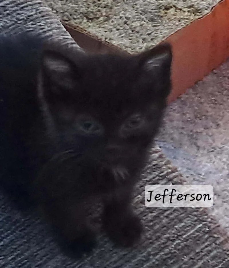 Jefferson thumbnail 3