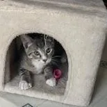 A young medium-sized male Tabby (Gray / Blue / Silver) Domestic Short Hair cat named Villie for adoption in Butte, MT