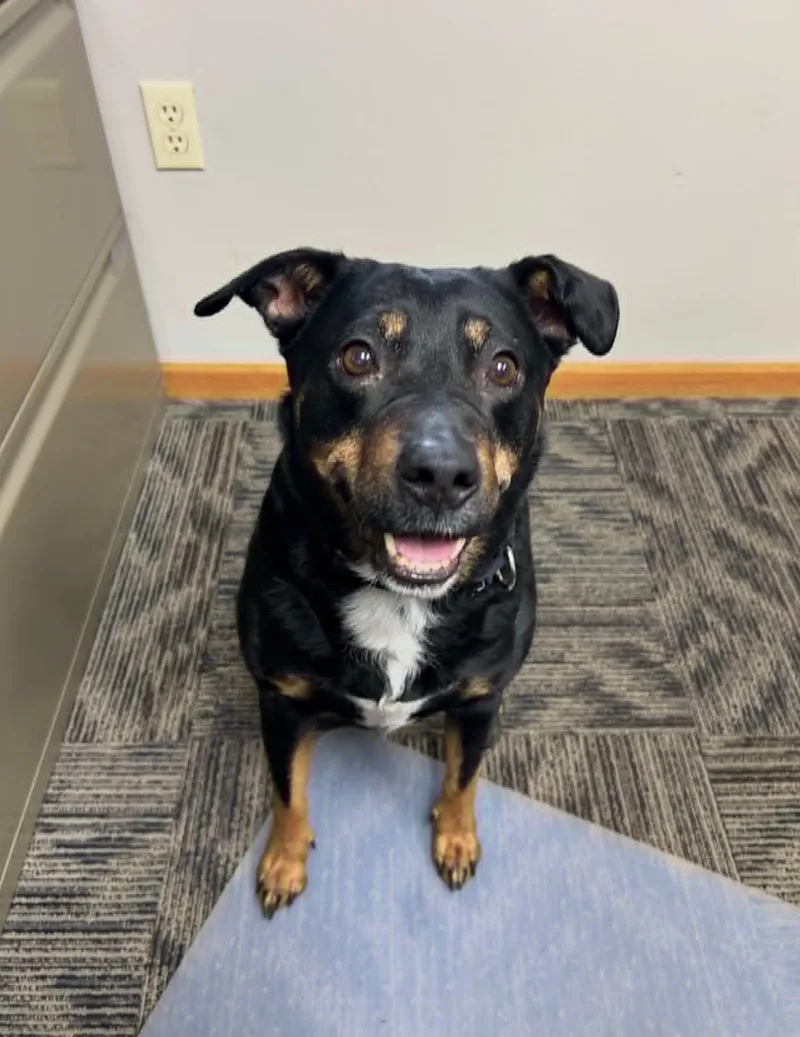 An adult medium-sized female Doberman Pinscher dog named Trudy for adoption in Celina, OH