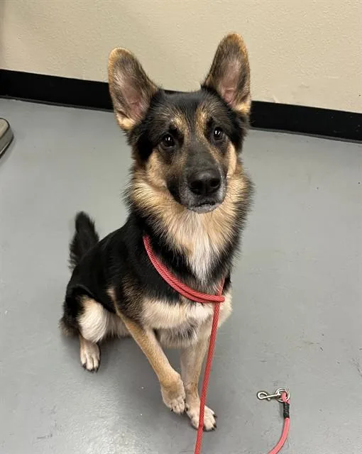 A young medium-sized male Tricolor (Brown, Black, & White) Shepherd dog named Remi for adoption in Phoenix, OR