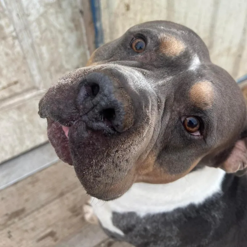 Jimbo Square Pants thumbnail 3