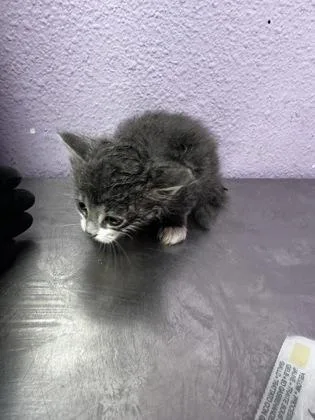 A baby small-sized female Domestic Long Hair cat named 61628467 for adoption in El Paso, TX