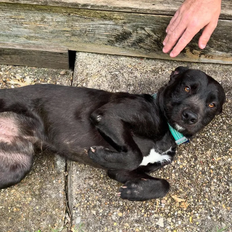 An adult medium-sized male Black Labrador Retriever dog named Levi for adoption in Dallas, TX