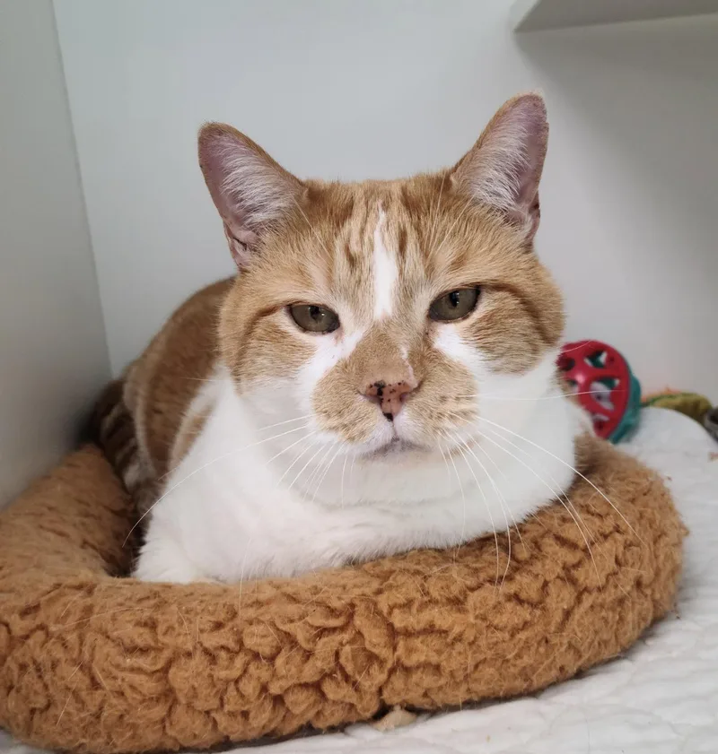 Reginald thumbnail 3